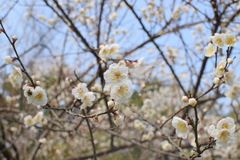 Prunus mume