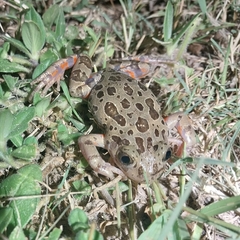 Hylambates maculatus