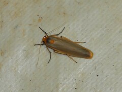 Sozusa scutellata