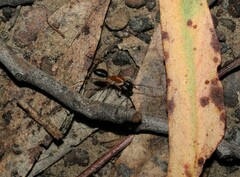 Camponotus nigriceps