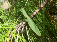 Orthodera