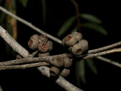 Eucalyptus capitellata
