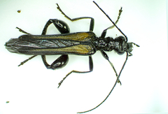 Oedemera femorata