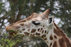 Giraffa camelopardalis rothschildi