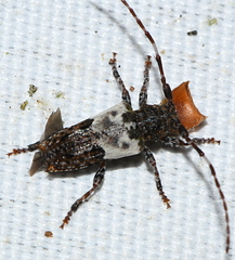 Pogonocherus hispidulus