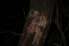 Eucalyptus capitellata
