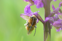 Eucera longicornis