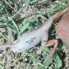 Hylambates maculatus