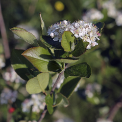 Aronia mitschurinii