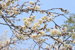 Prunus mume