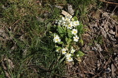 Primula vulgaris