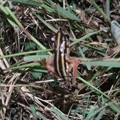 Hyperolius marmoratus taeniatus