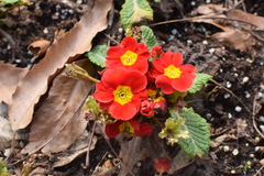 Primula vulgaris