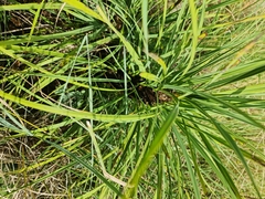 Xerophyta retinervis