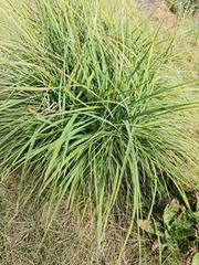 Xerophyta retinervis