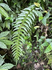 Polystichum formosanum