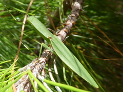 Orthodera