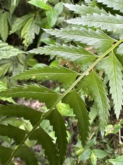Polystichum formosanum