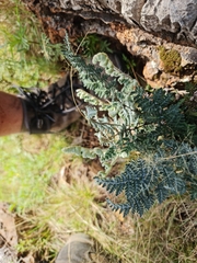 Cheilanthes eckloniana