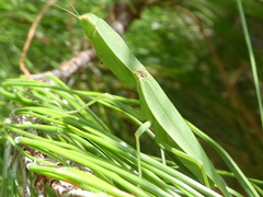 Orthodera