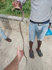 Psammophis mossambicus