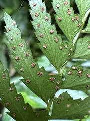 Polystichum formosanum