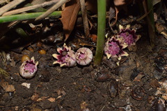 Aspidistra elatior