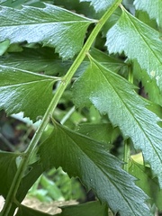 Polystichum formosanum