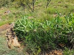 Cussonia paniculata