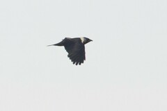 Corvus dauuricus