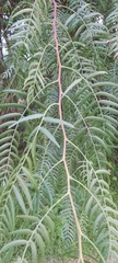 Acacia elata