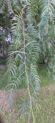 Acacia elata