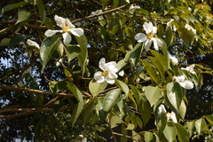 Camellia grijsii