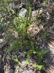 Chloanthes stoechadis