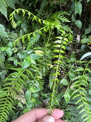 Polystichum formosanum