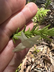 Chloanthes stoechadis
