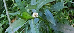 Alternanthera philoxeroides