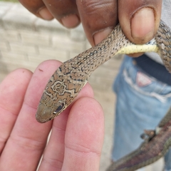 Psammophis mossambicus