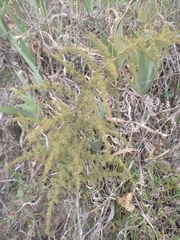 Asparagus acutifolius