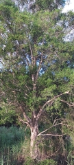 Melaleuca styphelioides