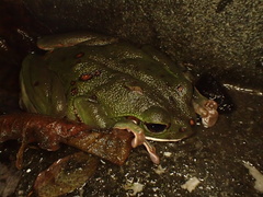 Zhangixalus arboreus