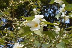 Camellia grijsii