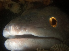Conger verreauxi