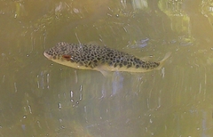 Tetractenos hamiltoni