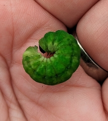 Phlogophora