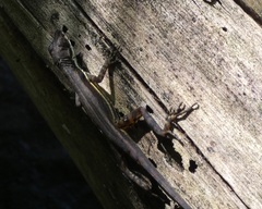 Anolis oxylophus