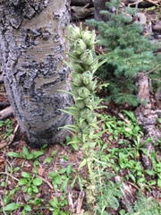 Pedicularis procera