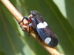 Eurymela distincta
