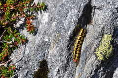 Acronicta cinerea