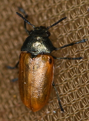 Labidostomis humeralis